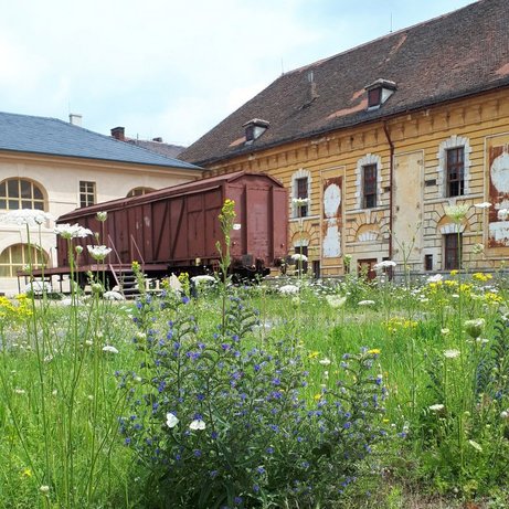 Hohe Wiese vor altem Gebäude 